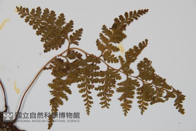 碗蕨藏品圖，第4張