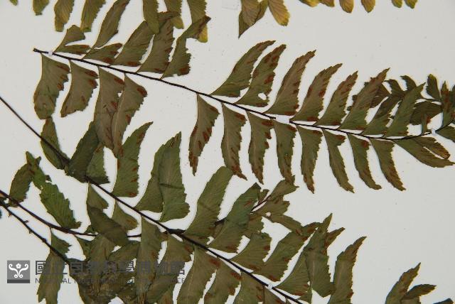 單邊鐵角蕨藏品圖，第4張