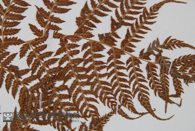 登錄號:P005811藏品圖，第4張