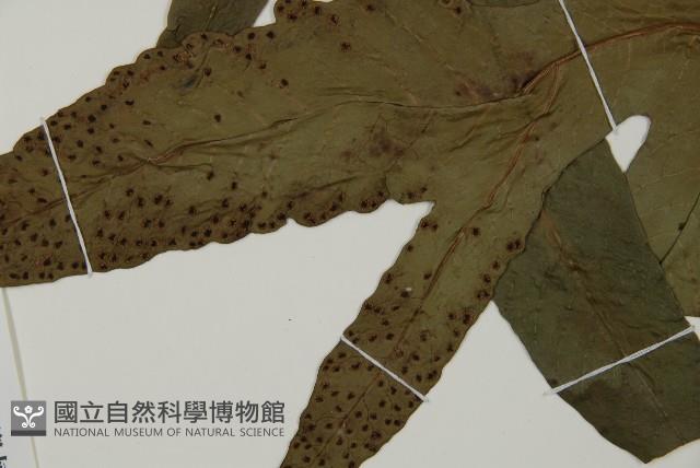 翅柄三叉蕨藏品圖，第3張