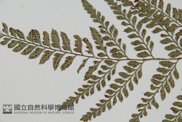 細葉複葉耳蕨藏品圖，第4張