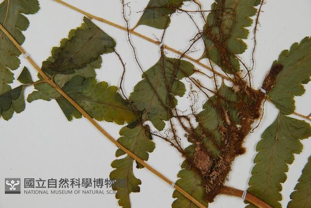 臺北鱗蓋蕨藏品圖，第4張