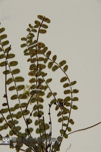 三翅鐵角蕨藏品圖，第4張