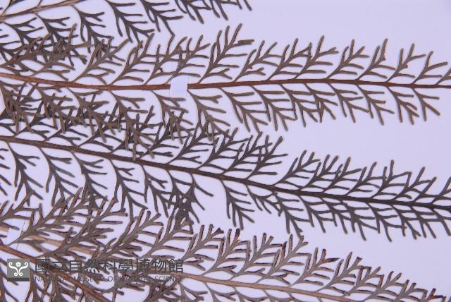 長生鐵角蕨藏品圖，第4張