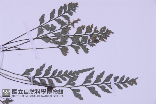 俄氏鐵角蕨藏品圖，第4張