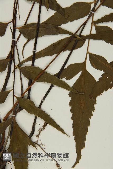 鐮葉鐵角蕨藏品圖，第4張