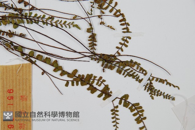 鐵角蕨藏品圖，第4張