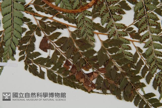 斜方複葉耳蕨藏品圖，第4張