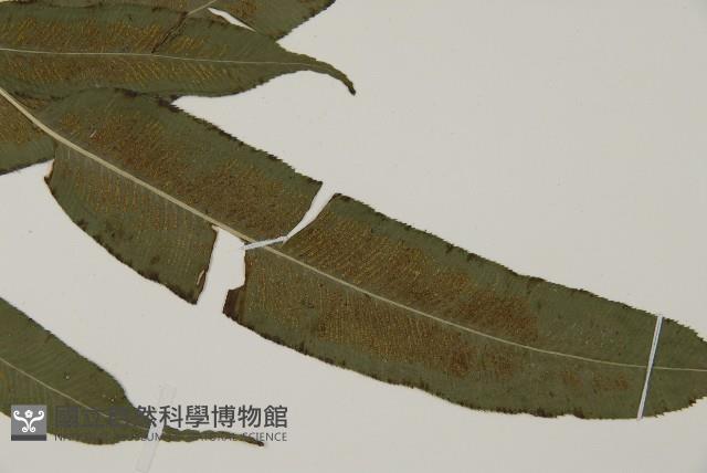 華鳳丫蕨藏品圖，第4張