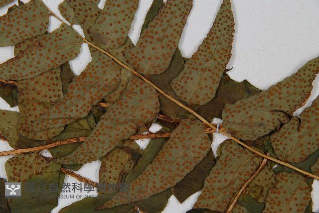 貫眾蕨藏品圖，第4張