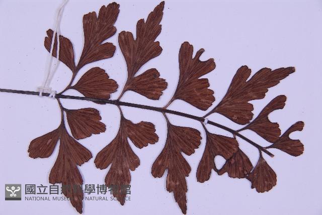 石生鐵角蕨藏品圖，第4張