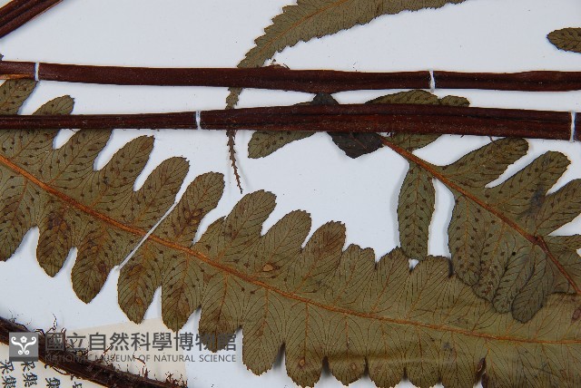 黑桫蕨藏品圖，第4張