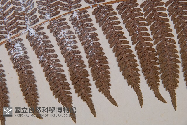 臺灣桫欏藏品圖，第4張