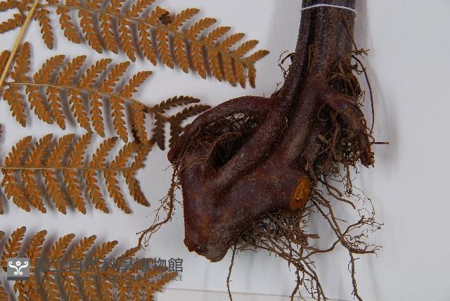 細葉姬蕨藏品圖，第4張