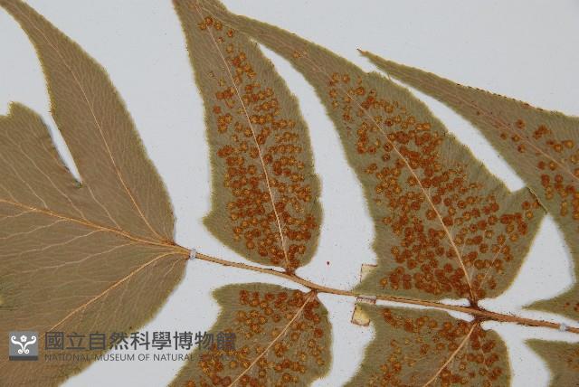 細齒貫眾蕨藏品圖，第4張