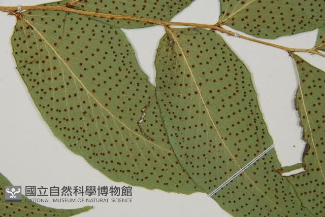 大葉貫眾蕨藏品圖，第3張