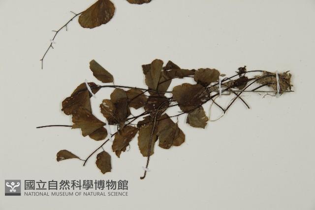 半月形鐵線蕨藏品圖，第4張