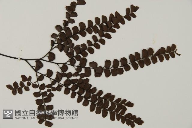 扇葉鐵線蕨藏品圖，第3張
