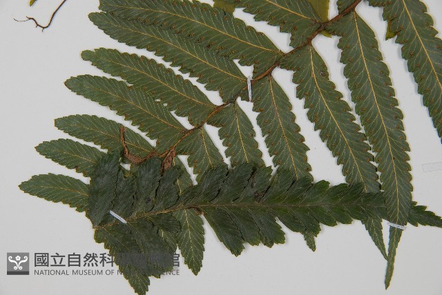 臺北鱗蓋蕨藏品圖，第4張