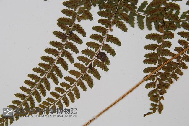 姬蹄蓋蕨藏品圖，第7張