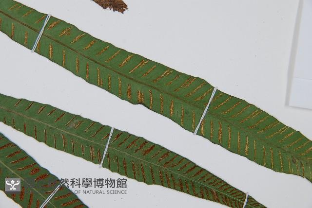 單葉雙蓋蕨藏品圖，第4張