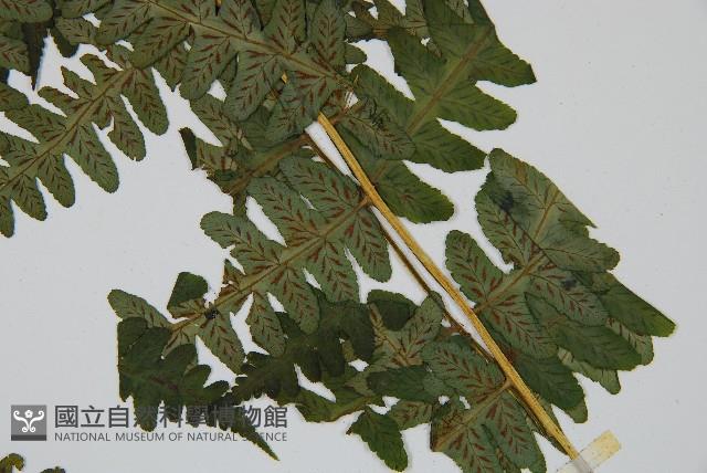 擬德氏雙蓋蕨藏品圖，第4張