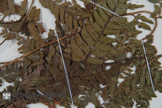 中華複葉耳蕨藏品圖，第4張