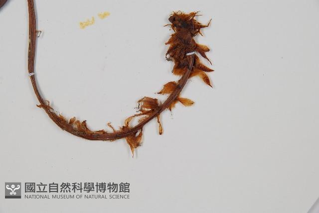 全緣貫眾蕨藏品圖，第3張