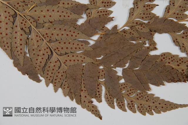 西南複葉耳蕨藏品圖，第3張