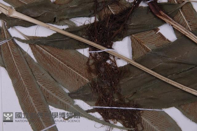 華鳳丫蕨藏品圖，第5張