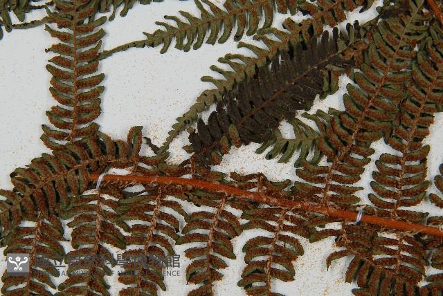 南洋桫欏藏品圖，第7張