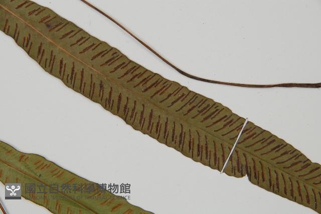 單葉雙蓋蕨藏品圖，第4張