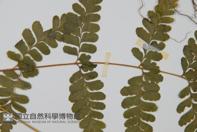 團羽鱗蓋蕨藏品圖，第4張