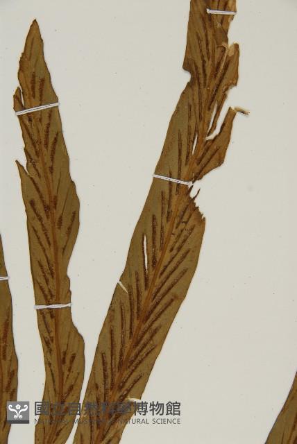 劍葉鐵角蕨、箭葉鐵角蕨藏品圖，第4張