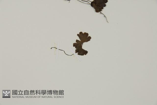 蘭嶼鐵線蕨藏品圖，第4張