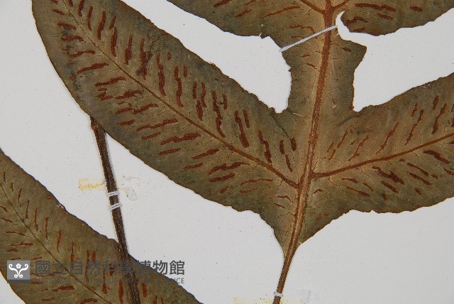 網脈雙蓋蕨藏品圖，第4張