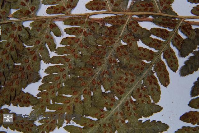 毛翼蹄蓋蕨藏品圖，第7張