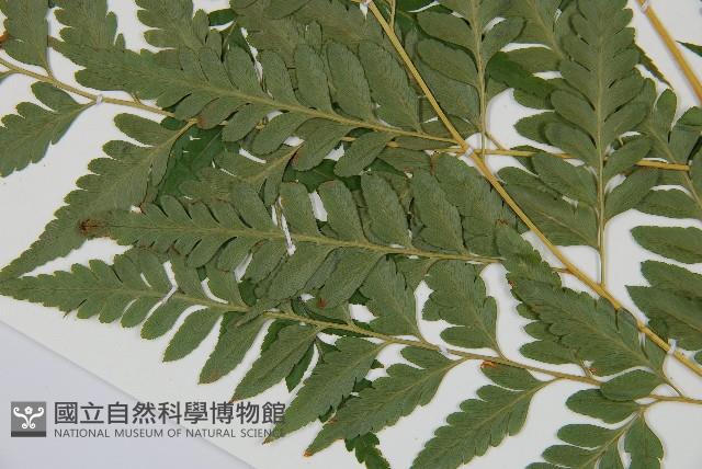 闊葉骨碎補藏品圖，第4張