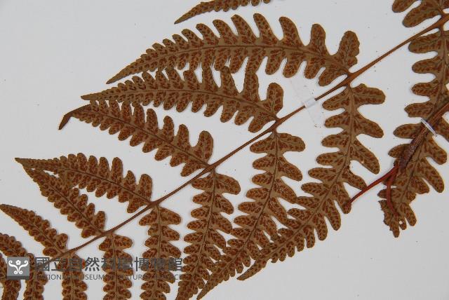 貞蕨藏品圖，第7張