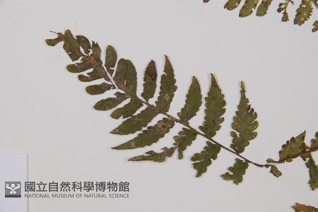 東洋蹄蓋蕨藏品圖，第4張