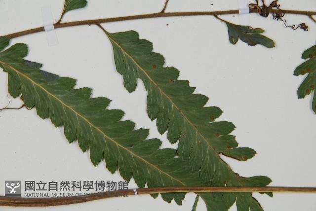 光葉鱗蓋蕨藏品圖，第3張