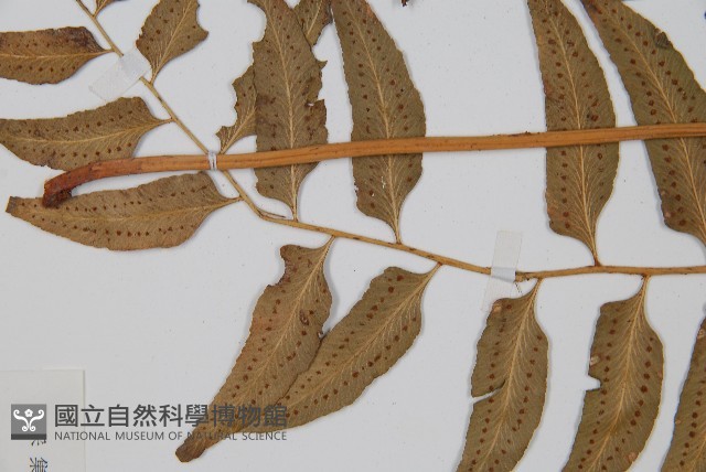 網脈耳蕨、柳葉蕨藏品圖，第4張