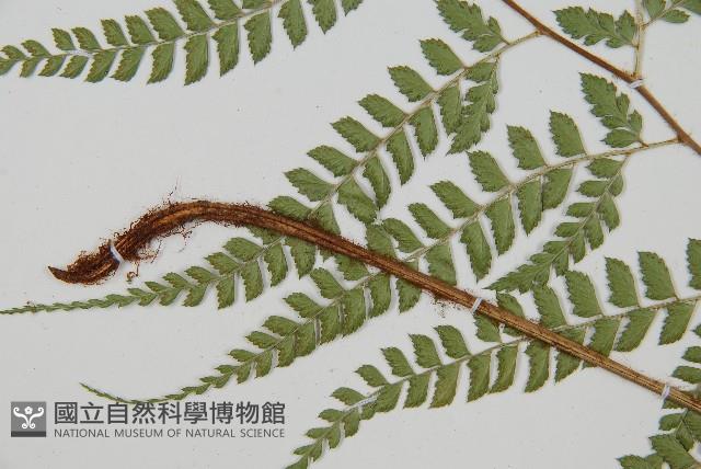 斜方複葉耳蕨藏品圖，第4張