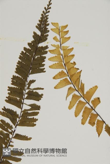 薄葉孔雀鐵角蕨、邊孢鐵角蕨藏品圖，第4張