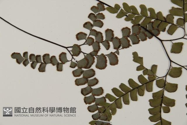 扇葉鐵線蕨藏品圖，第3張