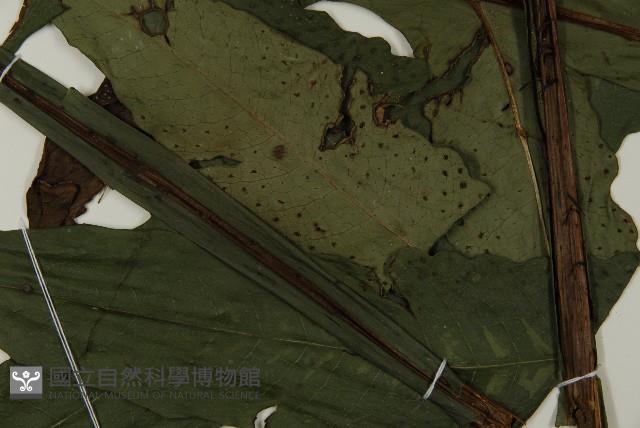 翅柄三叉蕨藏品圖，第4張