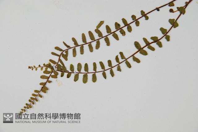 鐵角蕨藏品圖，第4張