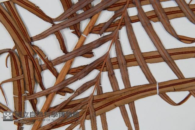 烏毛蕨藏品圖，第3張