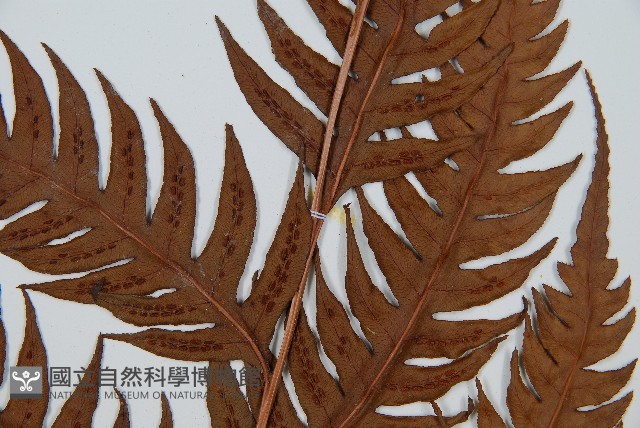 生芽狗脊蕨、頂芽狗脊蕨藏品圖，第4張