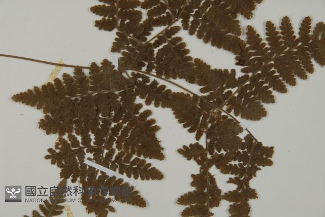 腫足蕨藏品圖，第4張